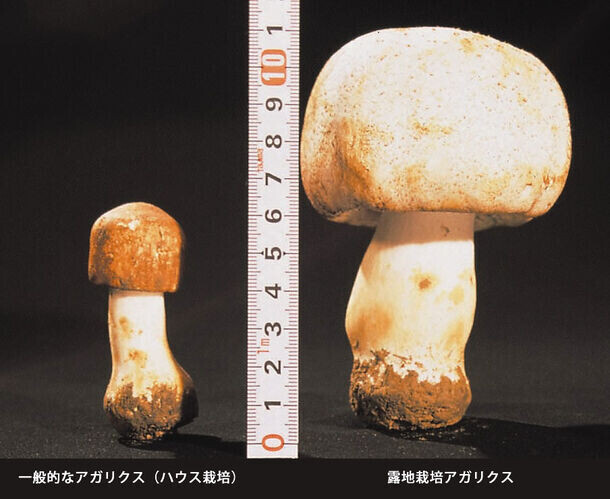 東栄新薬、露地栽培アガリクスKA21株の育毛効果を日本抗加齢医学会で学会発表