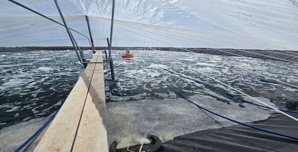 日本初！グリーンエネルギーとIoTを活用したエビ養殖に挑戦