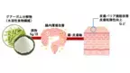 “グアーガム分解物”の摂取が肌機能を改善することを発見　腸内環境の改善による肌機能調節の可能性