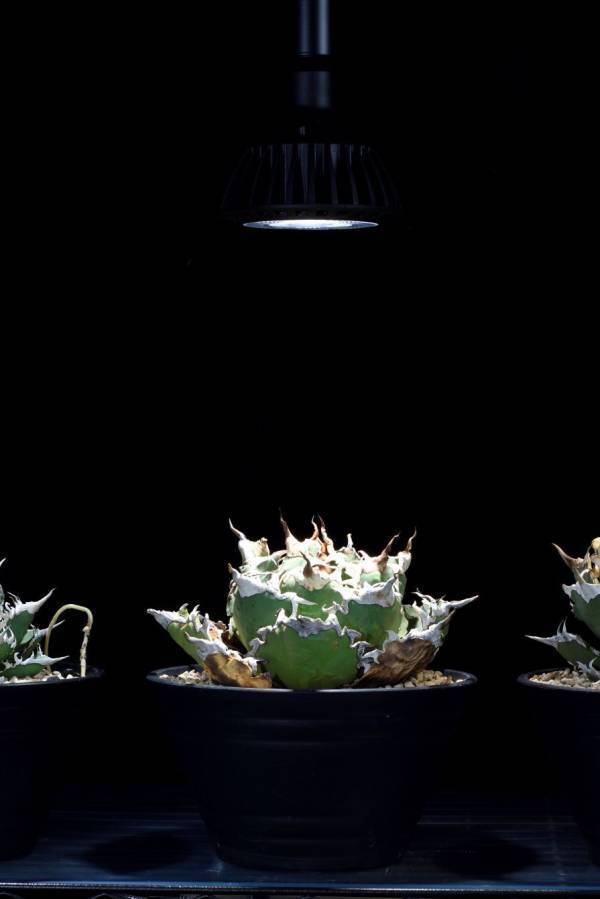 京セラのLED照明「CERAPHIC いきもの電球」登場