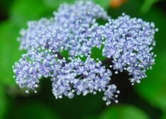 六甲高山植物園 梅雨を彩る優しい香り六甲山自生 コアジサイの花が見頃です