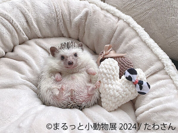 レア種が多数登場！「カブトムシ・クワガタのふれあい世界展」7/26～開催、かわいすぎる「まるっと小動物展 2024」も併設♪