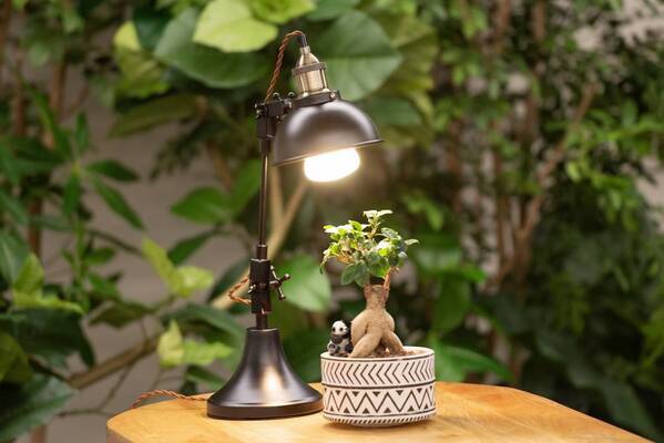 ～植物に、人に優しい ヒカリ～植物育成LEDライト「Well-light（ウェルライト）」6月17日（月）から日比谷花壇の店頭で販売開始