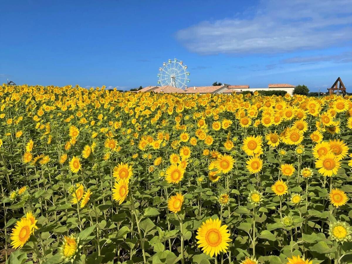 横須賀「長井海の手公園 ソレイユの丘」に広がる約10万本のヒマワリが、7月中旬に見頃を迎えます。