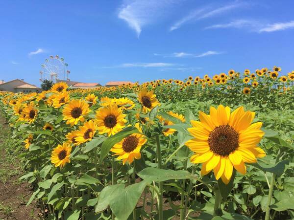 横須賀「長井海の手公園 ソレイユの丘」に広がる約10万本のヒマワリが、7月中旬に見頃を迎えます。