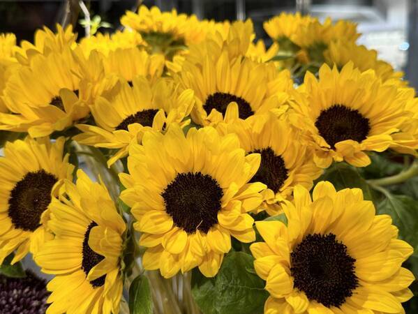 週末に約1,000本のヒマワリがお出迎え！Hibiya-Kadan Style 新百合ヶ丘エルミロード店6月20日（木）リニューアルオープン