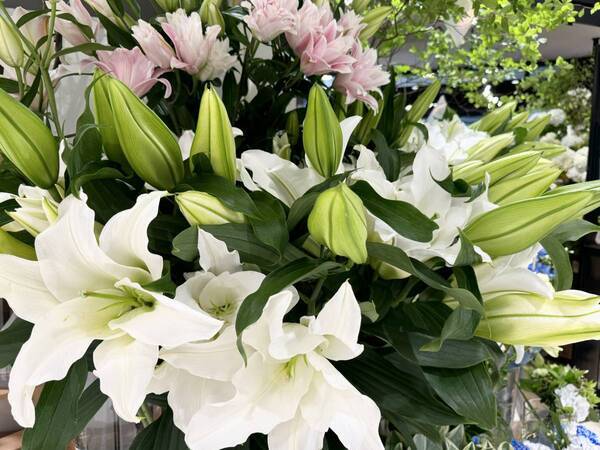 週末に約1,000本のヒマワリがお出迎え！Hibiya-Kadan Style 新百合ヶ丘エルミロード店6月20日（木）リニューアルオープン