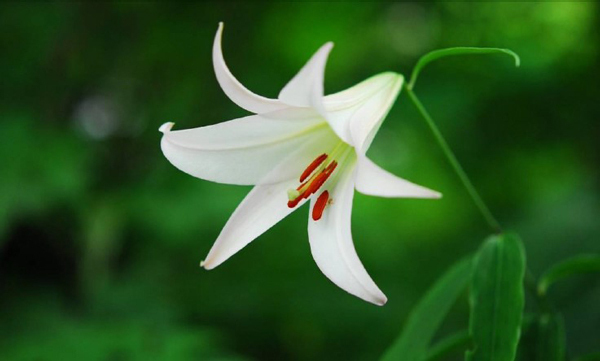 六甲高山植物園 日本の里山に咲く固有種ササユリが咲きました！
