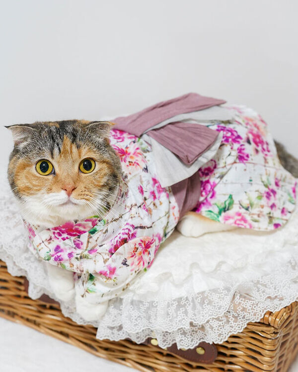 愛犬・愛猫とおそろいの新作浴衣で夏の思い出をつくろう！「ONEKOSAMA OINUSAMA」の6月発売新作浴衣、クーポン配布！