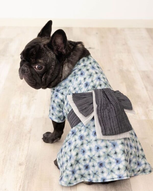 愛犬・愛猫とおそろいの新作浴衣で夏の思い出をつくろう！「ONEKOSAMA OINUSAMA」の6月発売新作浴衣、クーポン配布！