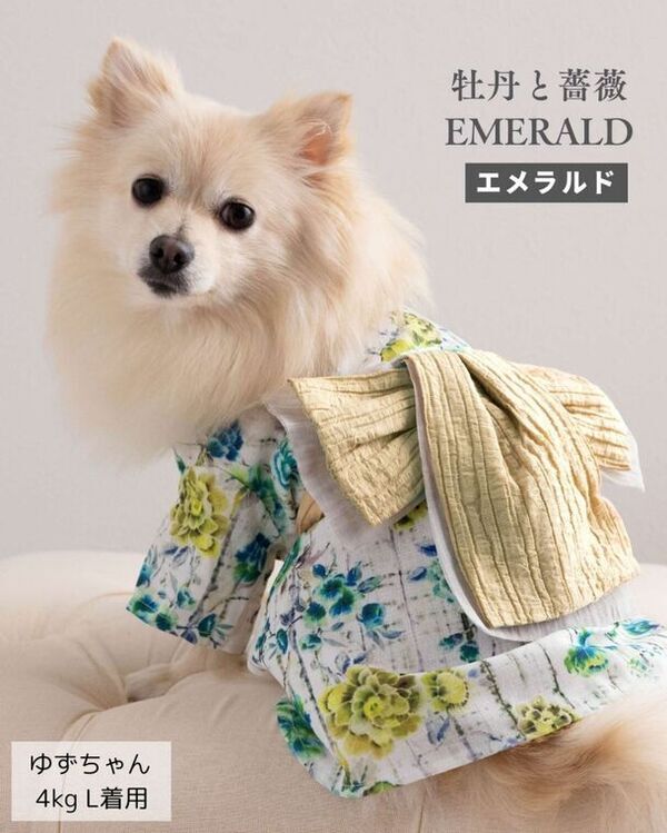 愛犬・愛猫とおそろいの新作浴衣で夏の思い出をつくろう！「ONEKOSAMA OINUSAMA」の6月発売新作浴衣、クーポン配布！