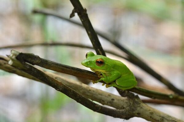 NPO birth、奥多摩に新しく開業したホテル・レストラン・サウナの敷地にビオトープを創出