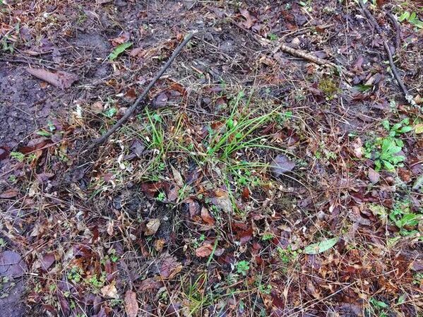 NPO birth、奥多摩に新しく開業したホテル・レストラン・サウナの敷地にビオトープを創出