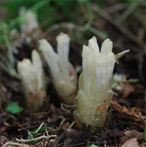 六甲高山植物園 牧野富太郎が和名をつけた神戸ゆかりの「アリマウマノスズクサ」が開花！／六甲高山植物園 アジサイに寄生する植物キヨスミウツボが開花！