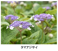 六甲高山植物園 シーボルトが紹介した幻のアジサイシチダンカ見頃＆ アジサイ園期間限定公開中！