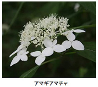 六甲高山植物園 シーボルトが紹介した幻のアジサイシチダンカ見頃＆ アジサイ園期間限定公開中！