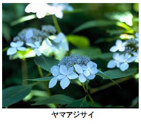 六甲高山植物園 シーボルトが紹介した幻のアジサイシチダンカ見頃＆ アジサイ園期間限定公開中！