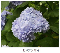 六甲高山植物園 シーボルトが紹介した幻のアジサイシチダンカ見頃＆ アジサイ園期間限定公開中！