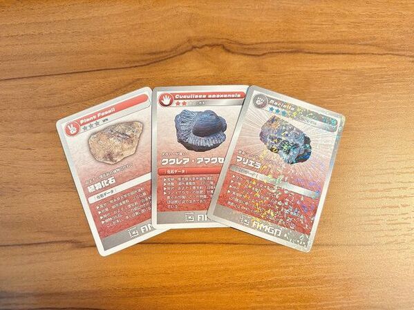 夏休みは1億年前の化石採集を！100％見つかる化石採集体験が開始3ヶ月で来場者数3,000名を達成！熊本・天草の離島“恐竜の島”御所浦にて