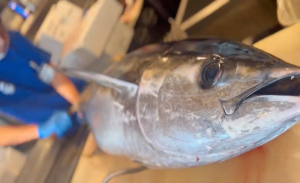 漁港の駅 TOTOCO小田原、来場者数500万人を突破！感謝を込めて7/6～7/15に『大大大マグロ祭り』開催