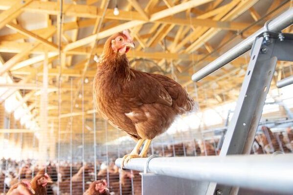 【創業98年】老舗の養鶏会社が世界に向けてEU基準を満たした新たな放牧平飼い農場を開設。アニマルウェルフェアを配慮したサステナブルな養鶏場。