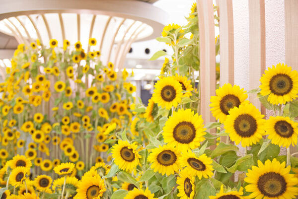 なんばウォークで10,000本以上の生花のひまわり畑が出現！「笑顔咲く！ひまわりガーデン」を7/18～8/18に開催