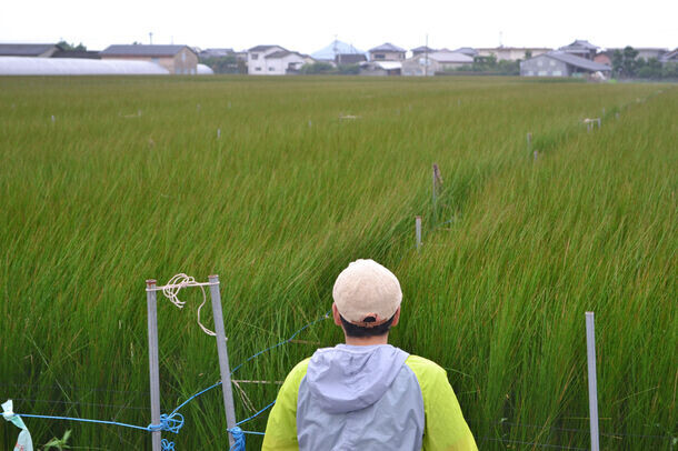 福岡の貴重な“無染土畳”の魅力や作り方をご自宅で体験できる『無染土い草のミニ畳制作キット』を7月20日(土)に発売