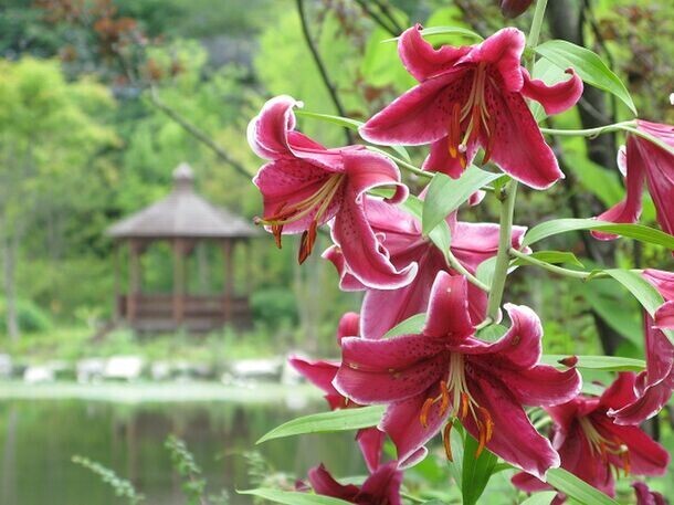 軽井沢レイクガーデン　サマーシーズン＆オータムシーズン　サマーシーズンは、ユリやスイレン等、夏の草花と、バラの2番花が見ごろを迎えます。オータムシーズンは、秋の軽井沢で、バラと紅葉を同時に楽しめます