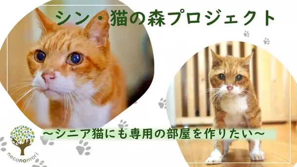 シニア保護猫の専用部屋を作るためのクラウドファンディングに7月31日まで挑戦！～目標は建物建築にかかる費用6,000万円～