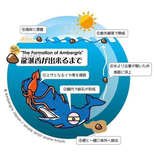 小売価格が国内最高値(※)の442万円！紀元前から伝わる希少な香料「龍涎香(りゅうぜんこう)」を沖縄の海岸で発見(※当社調べ)