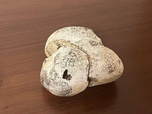 小売価格が国内最高値(※)の442万円！紀元前から伝わる希少な香料「龍涎香(りゅうぜんこう)」を沖縄の海岸で発見(※当社調べ)