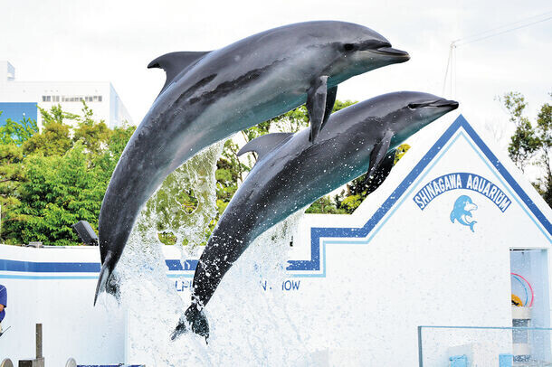 しながわ水族館×よこみぞゆり「なんでもいきもの」　夏の特別展が7月20日から開催　生き物たちの可愛い姿の裏に隠された“トゲ”を発見！