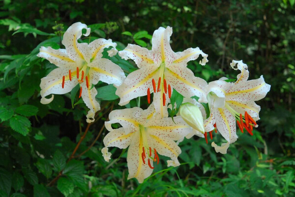 六甲高山植物園カサブランカのもとになった日本固有種ユリの女王 ヤマユリが見頃です！