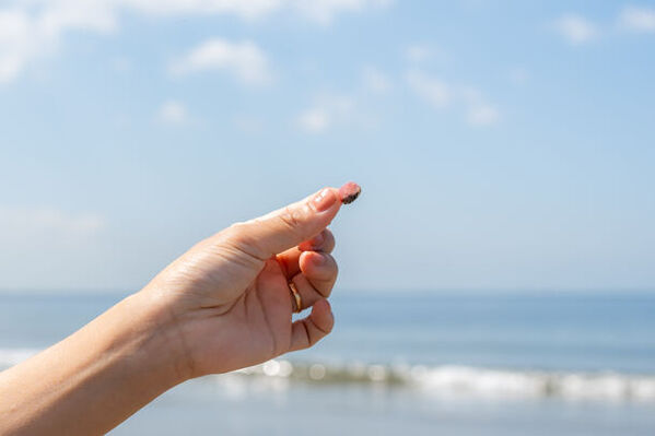 鎌倉の新しい思い出作り、由比ヶ浜で桜貝を拾ってアクセサリーに。鎌倉の桜貝アクセサリー専門店が、持ち込みオーダーを8月にリニューアル！