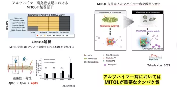 “若返りの鍵”ミトコンドリアを活性化する魔法の成分「マイトルビン」を活用した美容健康サプリの開発を加速　クラファン達成率2,800％超！期待の最新研究