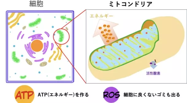 “若返りの鍵”ミトコンドリアを活性化する魔法の成分「マイトルビン」を活用した美容健康サプリの開発を加速　クラファン達成率2,800％超！期待の最新研究