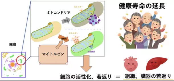 “若返りの鍵”ミトコンドリアを活性化する魔法の成分「マイトルビン」を活用した美容健康サプリの開発を加速　クラファン達成率2,800％超！期待の最新研究