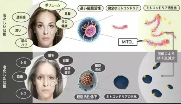 “若返りの鍵”ミトコンドリアを活性化する魔法の成分「マイトルビン」を活用した美容健康サプリの開発を加速　クラファン達成率2,800％超！期待の最新研究