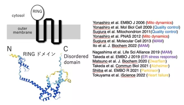 “若返りの鍵”ミトコンドリアを活性化する魔法の成分「マイトルビン」を活用した美容健康サプリの開発を加速　クラファン達成率2,800％超！期待の最新研究