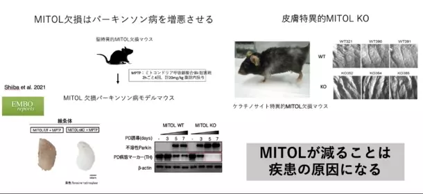 “若返りの鍵”ミトコンドリアを活性化する魔法の成分「マイトルビン」を活用した美容健康サプリの開発を加速　クラファン達成率2,800％超！期待の最新研究