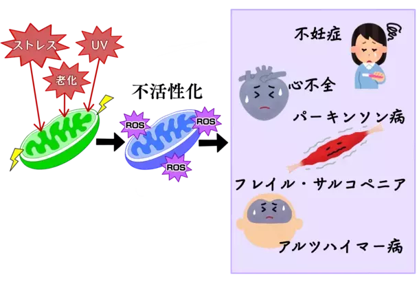 “若返りの鍵”ミトコンドリアを活性化する魔法の成分「マイトルビン」を活用した美容健康サプリの開発を加速　クラファン達成率2,800％超！期待の最新研究