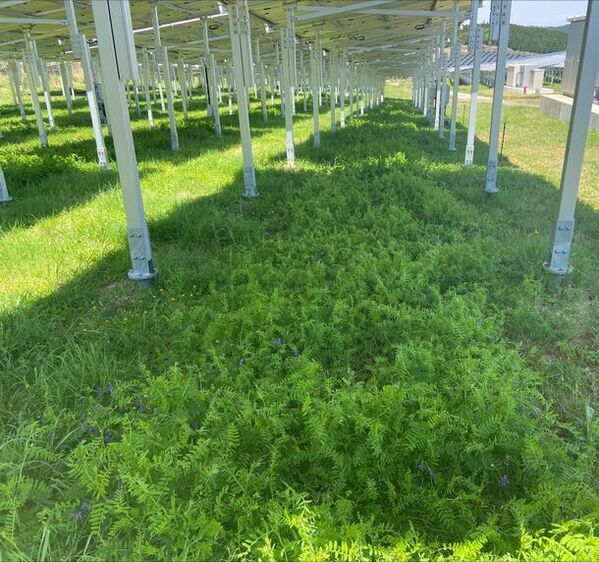 レスター、大型の太陽光発電所新設　ソーラーシェアリングで養蜂と蜜源植物の栽培