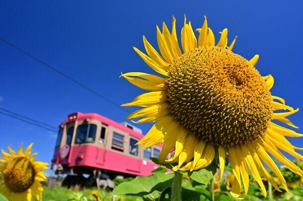 ローカル鉄道に乗って絶品グルメ満載の銚子で大人の修学旅行を楽しもう！魅力的な美味しいグルメをご紹介