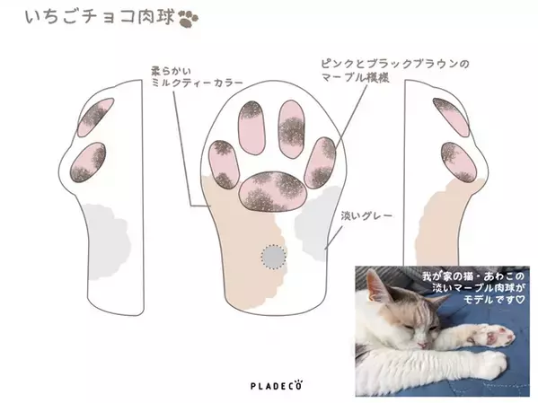 『肉球ランプ Paw(パウ)』カバーデザインコンテスト、グランプリ決定！！2024年8月8日「世界猫の日」に結果発表いたしました