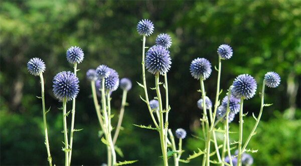 六甲高山植物園 絶滅が危惧される貴重な花「ヒゴタイ」8月下旬まで見頃です！