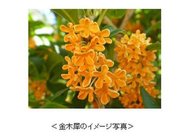 『ソフィ(R)』シリーズから秋を感じさせる“金木犀の香り”を期間限定発売