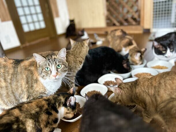 106匹の保護猫と3頭の保護犬のシェルター存続プロジェクト　CAMPFIREにて9月30日までクラウドファンディングを実施