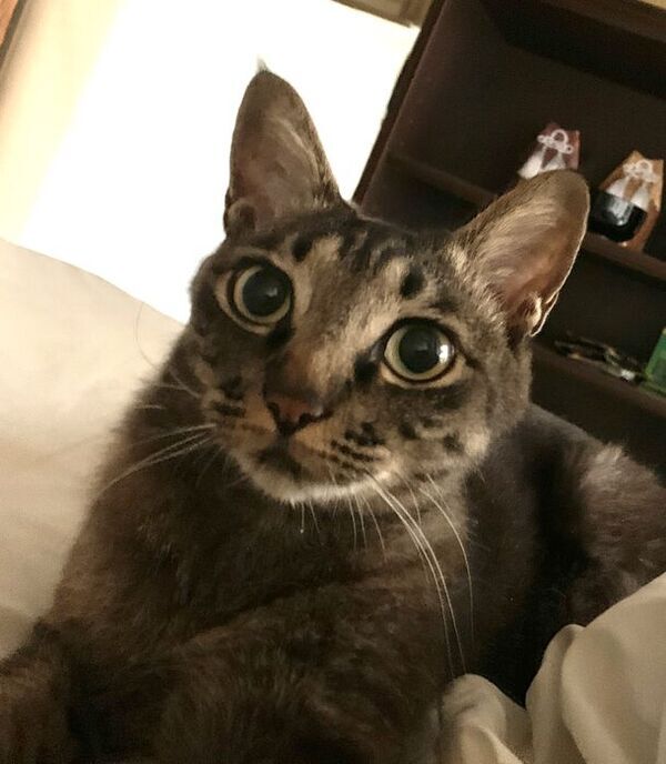 猫伝染性腹膜炎の保護猫の支援を募るクラウドファンディングを「READYFOR」にて8月1日(木)より開始