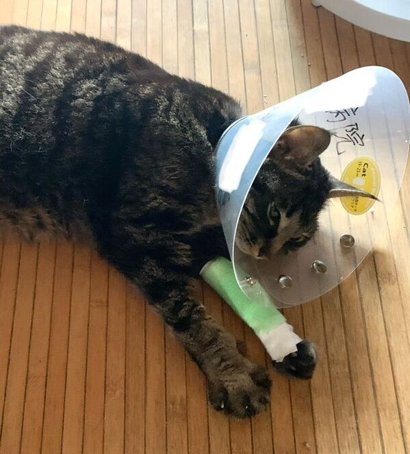 猫伝染性腹膜炎の保護猫の支援を募るクラウドファンディングを「READYFOR」にて8月1日(木)より開始