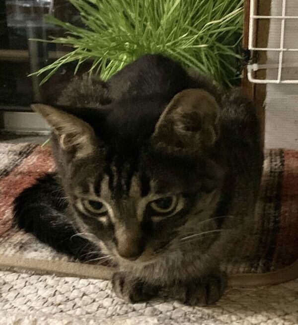 猫伝染性腹膜炎の保護猫の支援を募るクラウドファンディングを「READYFOR」にて8月1日(木)より開始